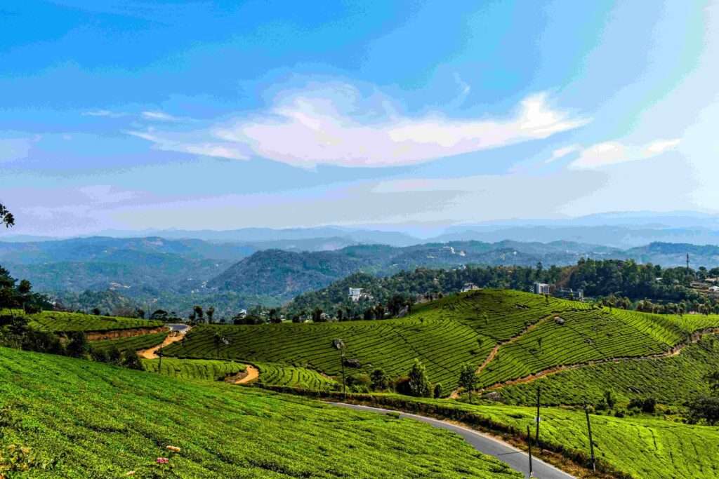 Munnar Tea Garden, Munnar, Kerala, India