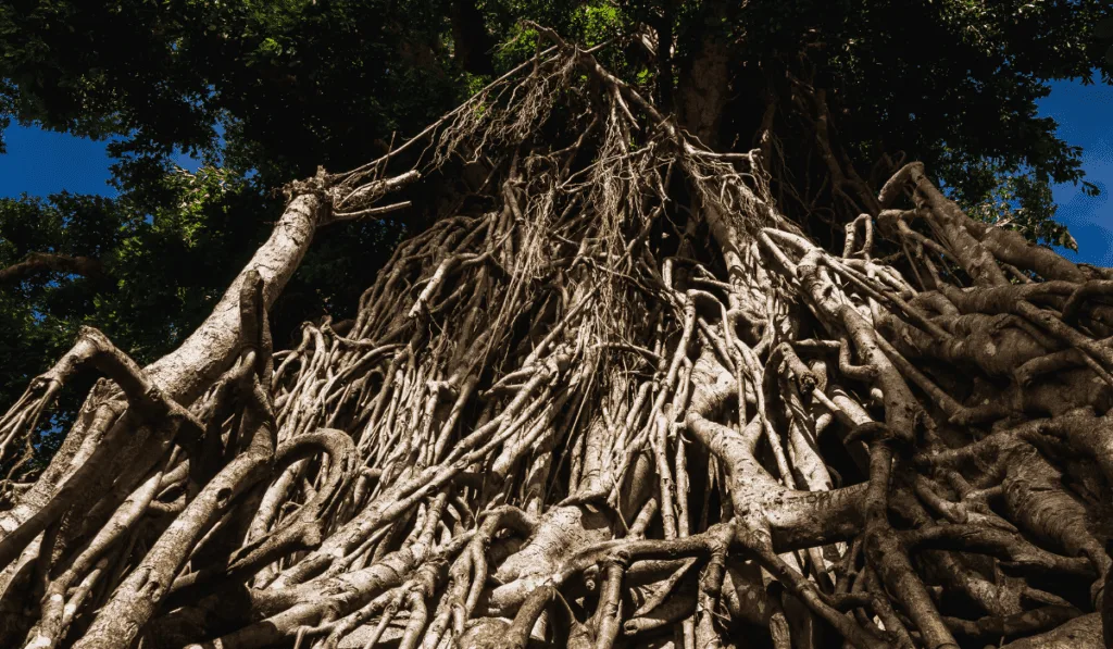Century-Old Balete Tree Century-Old Balete Tree