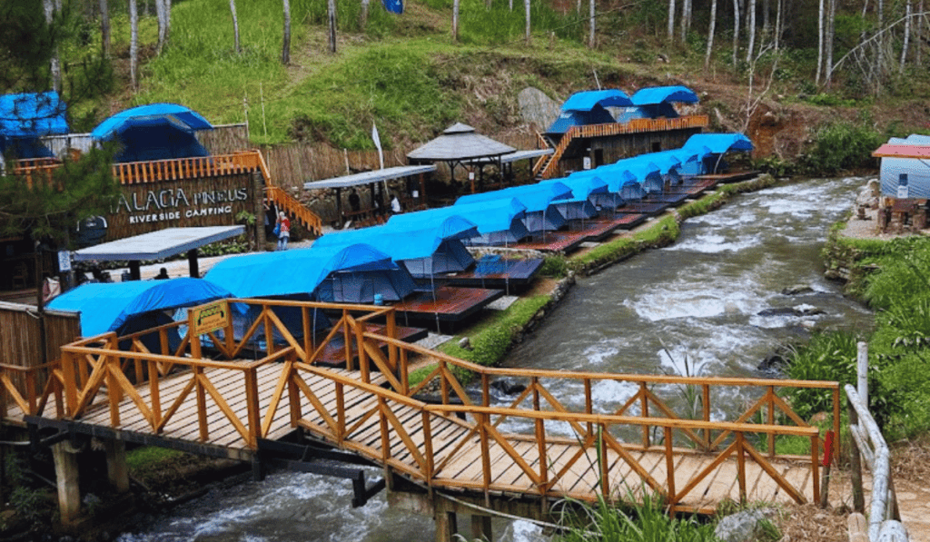 The image depicts a charming riverside camping site named "Talaga Pineus Riverside Camping." The site features multiple blue-roofed tents set up on wooden platforms along a gently flowing river. A sturdy wooden bridge with railings crosses over the river, connecting different sections of the campsite and adding to the rustic, natural ambiance. The surrounding landscape is lush and green, with tall trees and grassy slopes providing a serene forest backdrop. The campsite appears to be well-organized, offering a unique outdoor experience amidst nature.