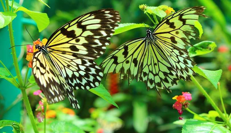 Siquijor Butterfly Sanctuary