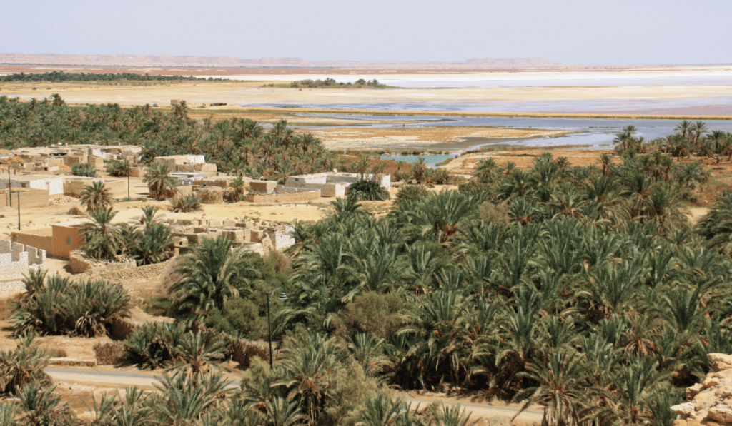 Siwa Date Palm Gardens Siwa Date Palm Gardens, a vast oasis with a salt lake in the background. The oasis features numerous palm trees, small buildings, and a road winding through the landscape.