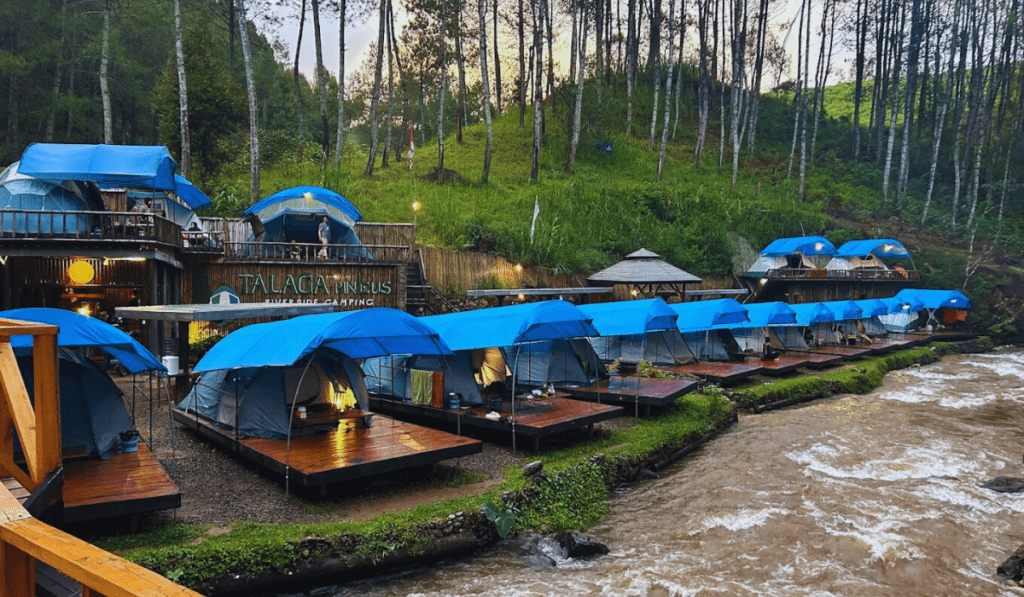 The image shows a picturesque riverside camping area with multiple elevated wooden platforms, each with a blue-topped tent set up on it. The camping site, identified as "Talaga Pineus Riverside Camping," is surrounded by lush green grass and tall pine trees, creating a serene forest atmosphere. A small river flows gently alongside the platforms, enhancing the tranquil ambiance. The upper levels have more tents and a communal area, possibly for dining or social activities. The overall setting looks ideal for nature lovers seeking a cozy and scenic camping experience.