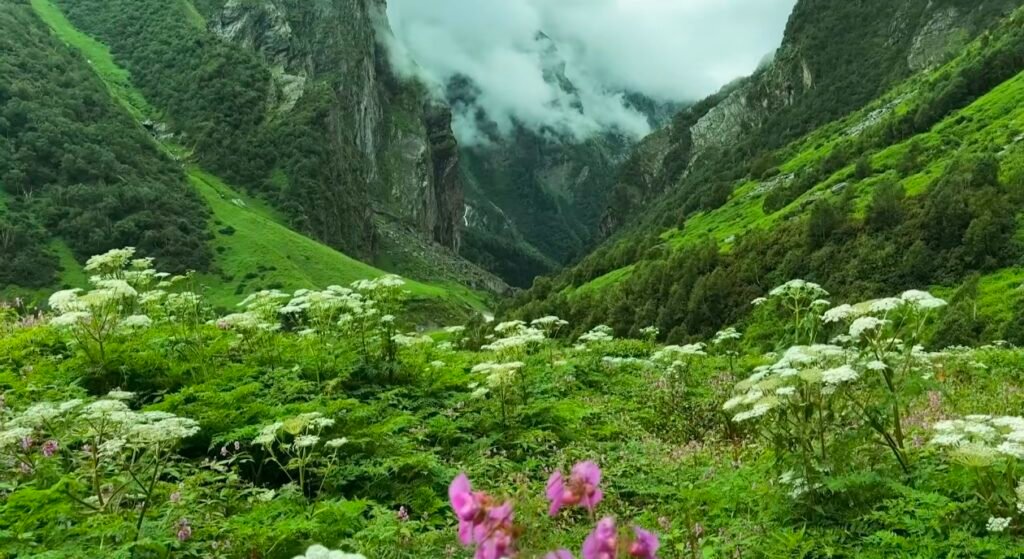 Lush alpine valley covered with clusters of white and pink wildflowers, surrounded by steep green mountains and rocky cliffs, with low-hanging clouds drifting through the dramatic Himalayan landscape in the Valley of Flowers, Uttarakhand, India.