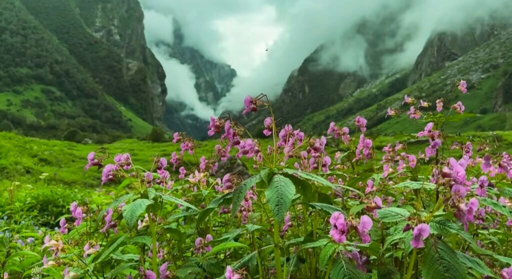 Close-up of vibrant pink wildflowers in a lush green valley, with misty mountain slopes and rocky cliffs rising in the background under a cloudy sky.