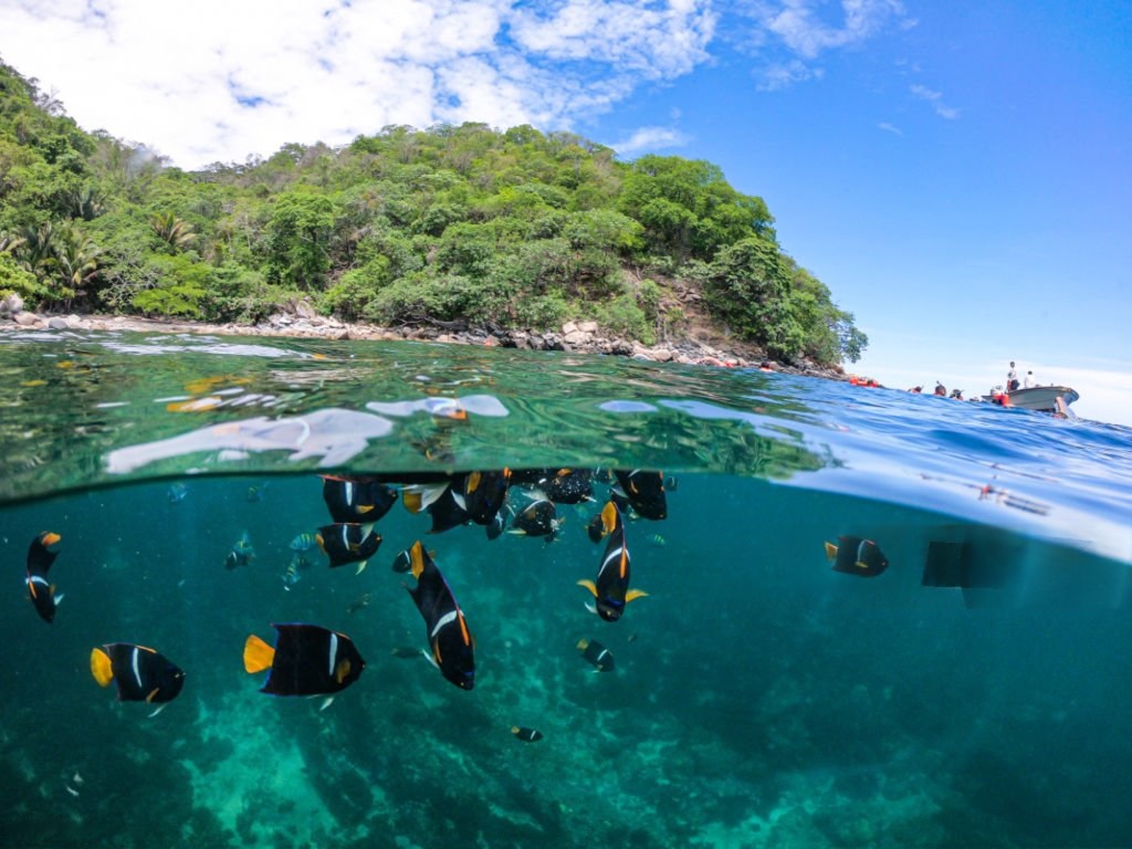 Split view of vibrant reef fish underwater against a clear blue sky and lush green island. The scene conveys tranquility and natural beauty.