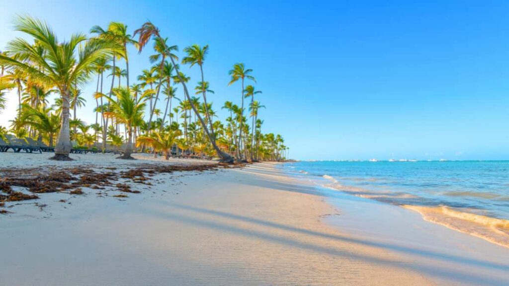 Sunny tropical beach with tall palm trees leaning over white sand, and gentle waves lapping at the shore. Clear blue sky and serene ocean.